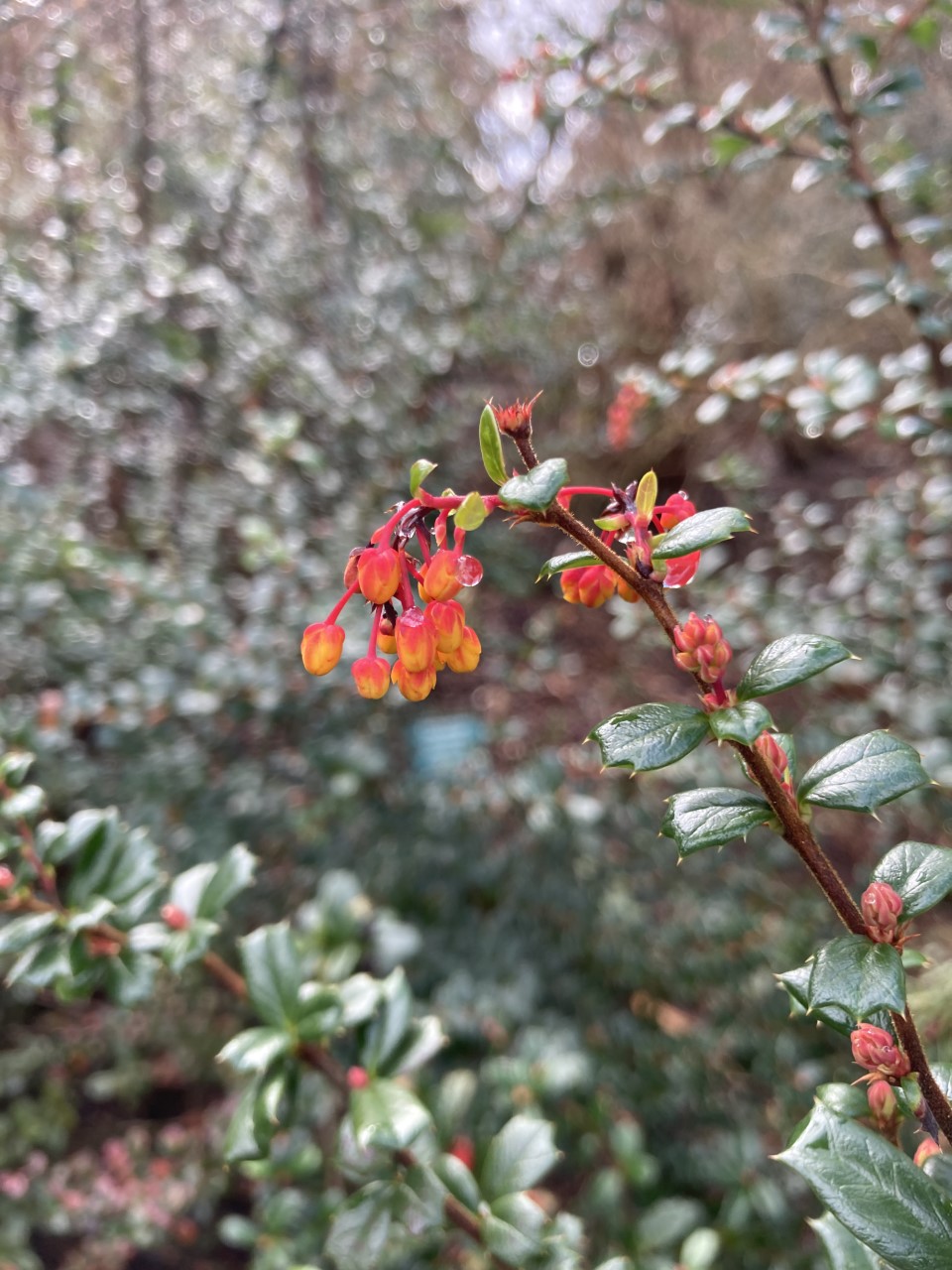 Photo of Michay, Darwin’s Barberry
