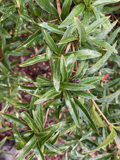 Photo of Gagnepain’s Barberry