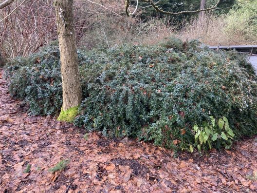 Photo of Pale-leaf Barberry