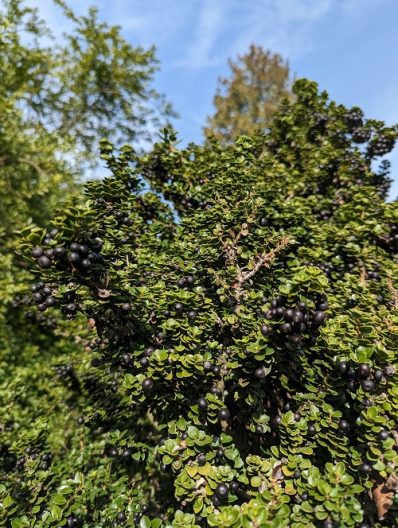 Close-up photo of Dwarf Pagoda Japanese Holly