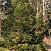 Photo of Norway Spruce
