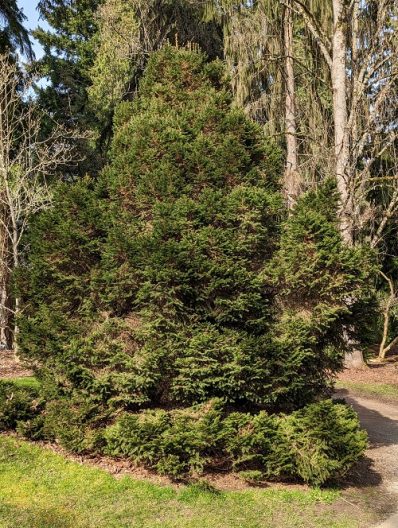 Photo of Norway Spruce