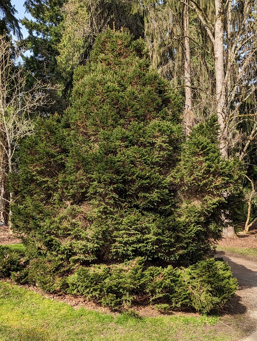 Photo of Norway Spruce