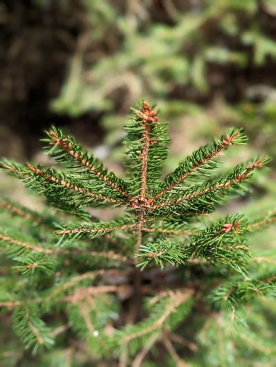 Close-up photo of Norway Spruce