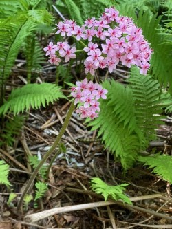 Photo of Umbrella Plant