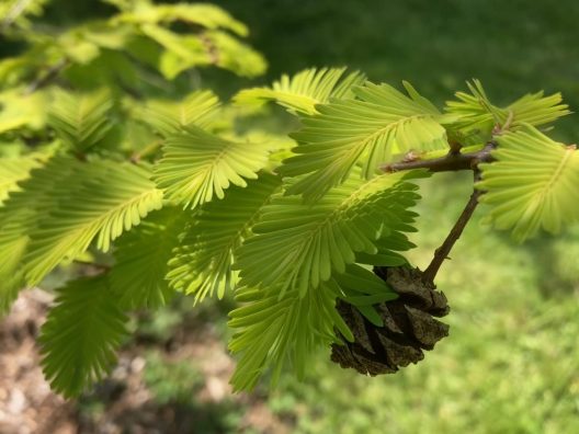 Photo of Gold Rush Dawn Redwood
