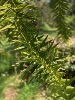 Photo of Pirana Pine needles
