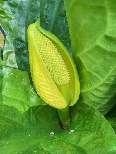 Photo of Western Skunk Cabbage (bloom)
