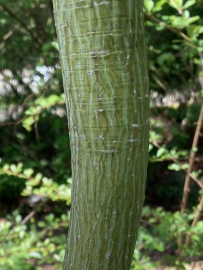 Photo of Snakebark Maple (bark)