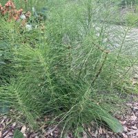 Photo of Horsetail