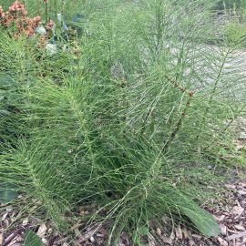 Photo of Horsetail