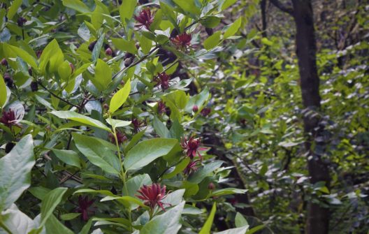 Photo of Sweet Shrub/Spice Bush