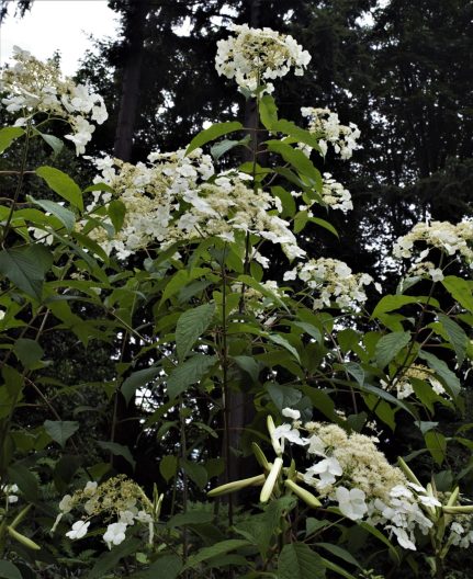 Photo of Woolly Hydrangea