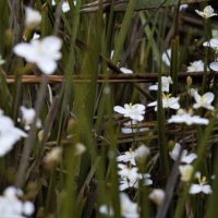 Photo of New Zealand Iris