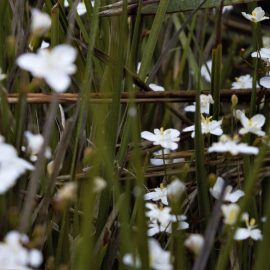 Photo of New Zealand Iris