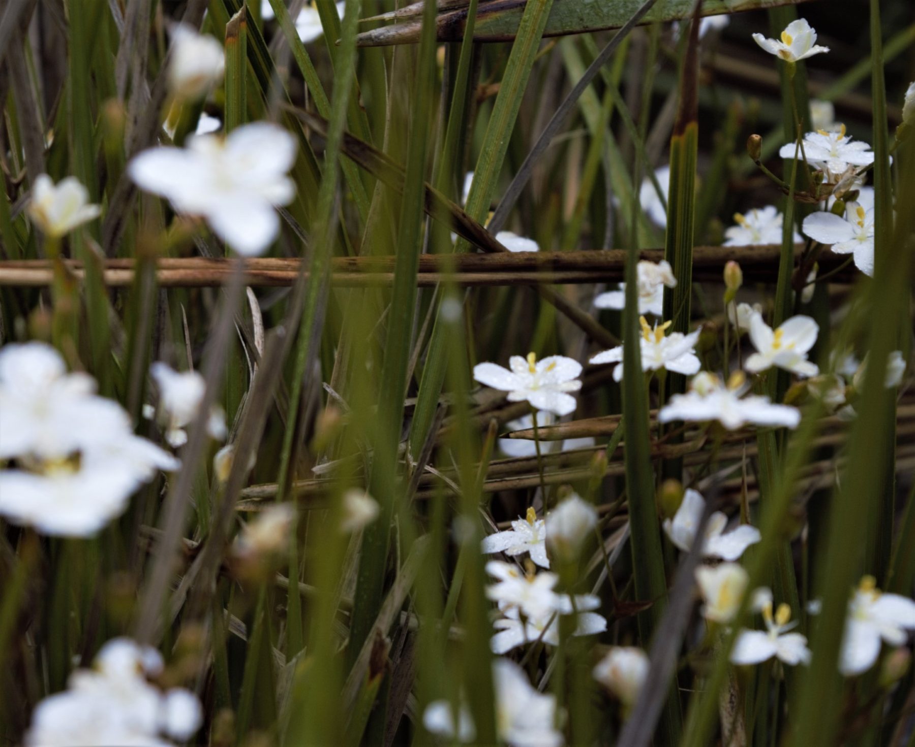 Photo of New Zealand Iris