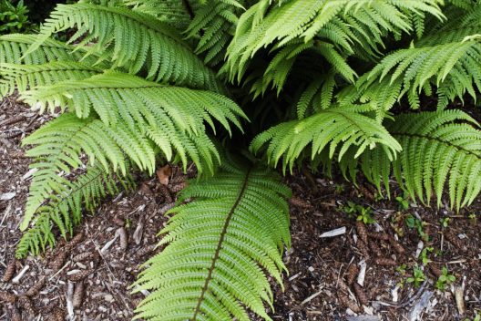 Photo of Alpine Wood Fern