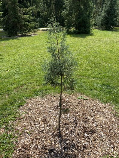 Cupressus gigantea