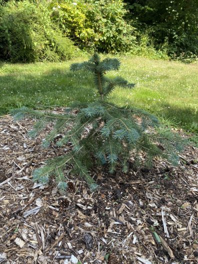 Picea chihuahuana 