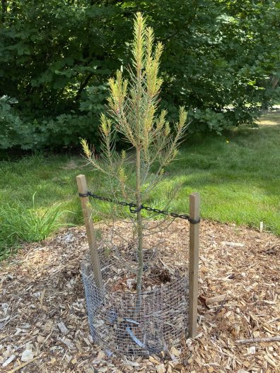 Pinus monophylla