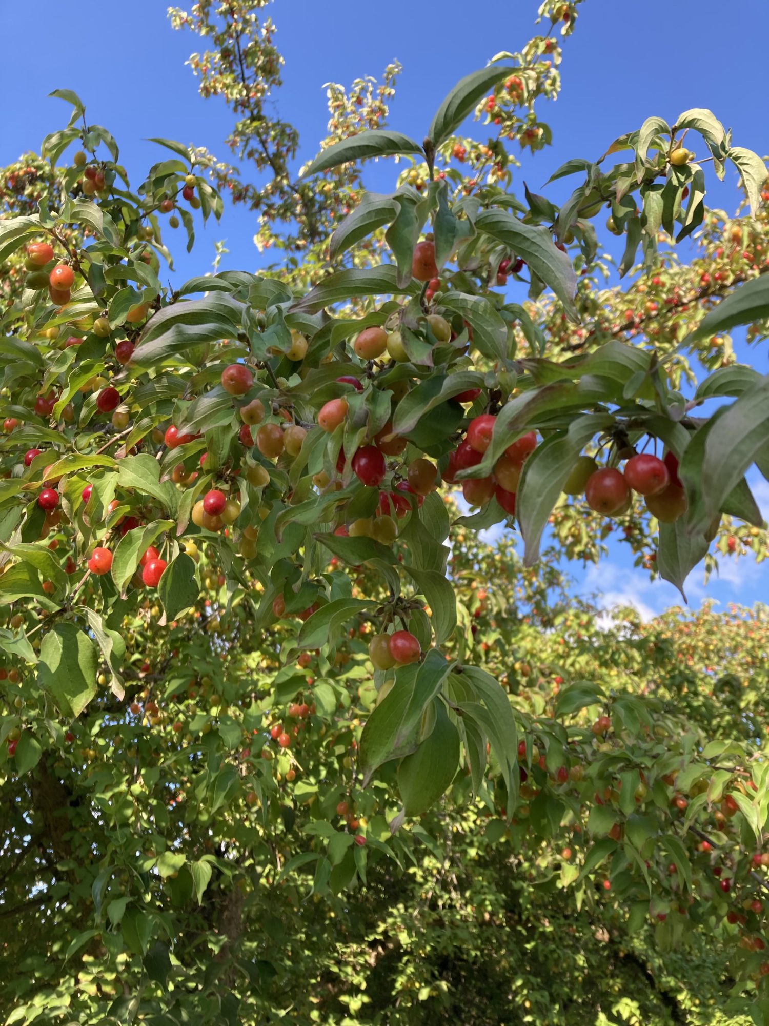 August 2023 Plant Profile Cornelian Cherry