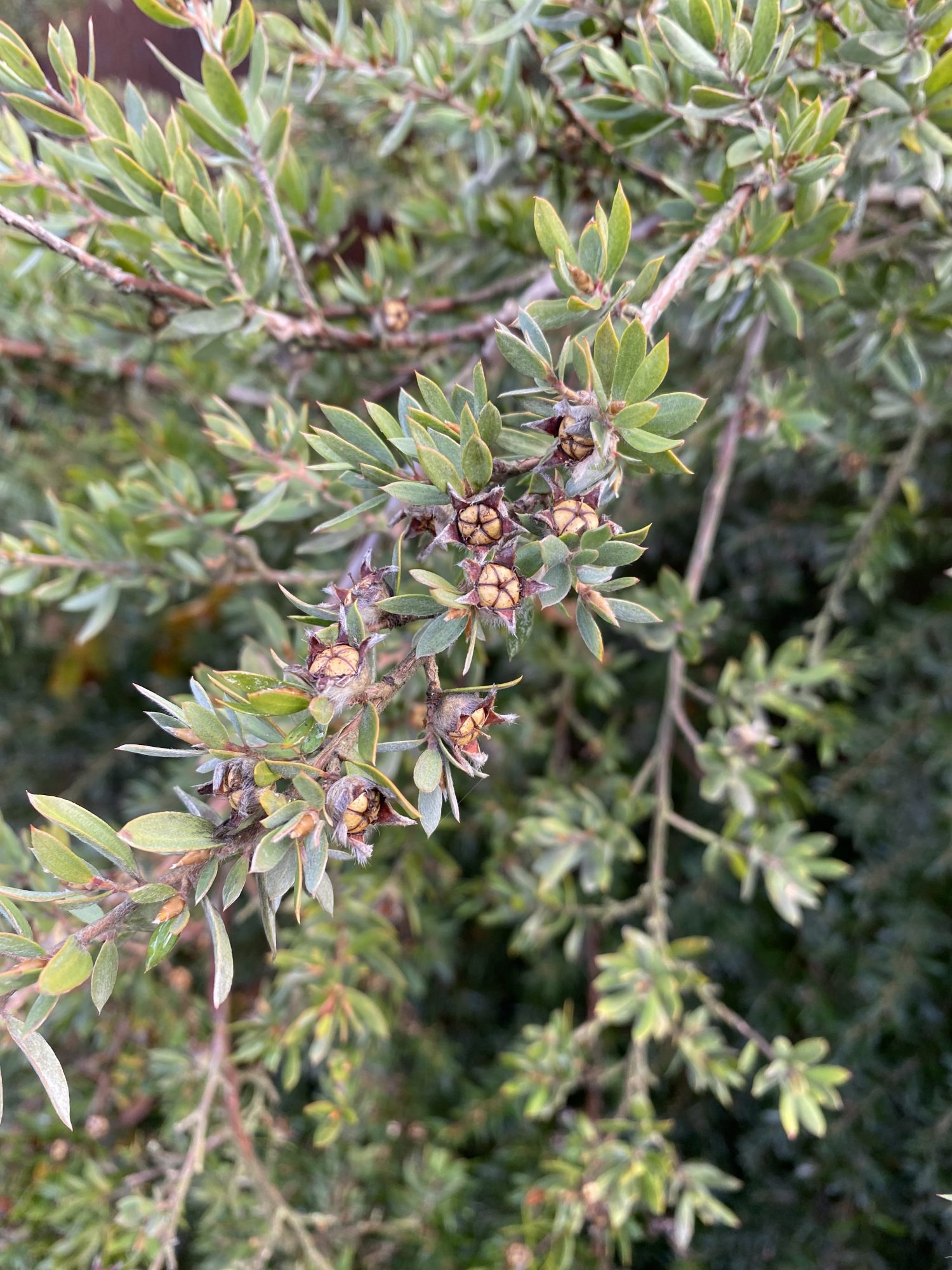 December Plant Profile Tea Trees (Leptospermum species)