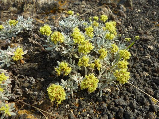 close up of yellow flowering native buckwheat