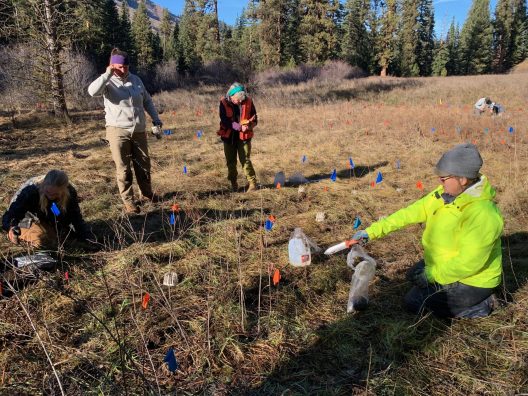 Volunteer Kelly Hollowood (left) at Little Camas during outplanting of Wenatchee Mountain checker-mallow