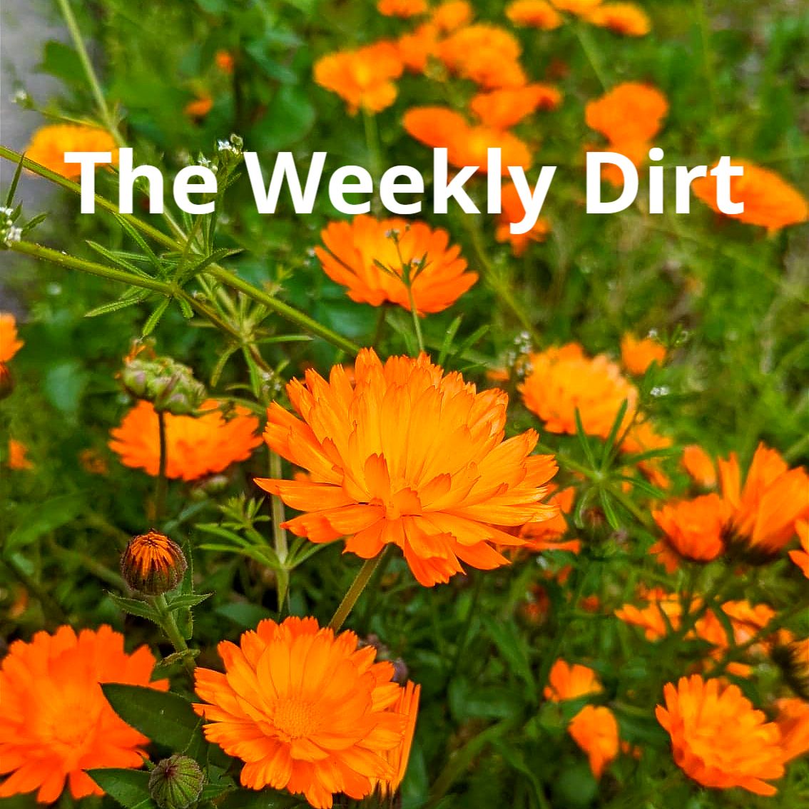 "The Weekly Dirt" on top of a photo of orange flowers in a field
