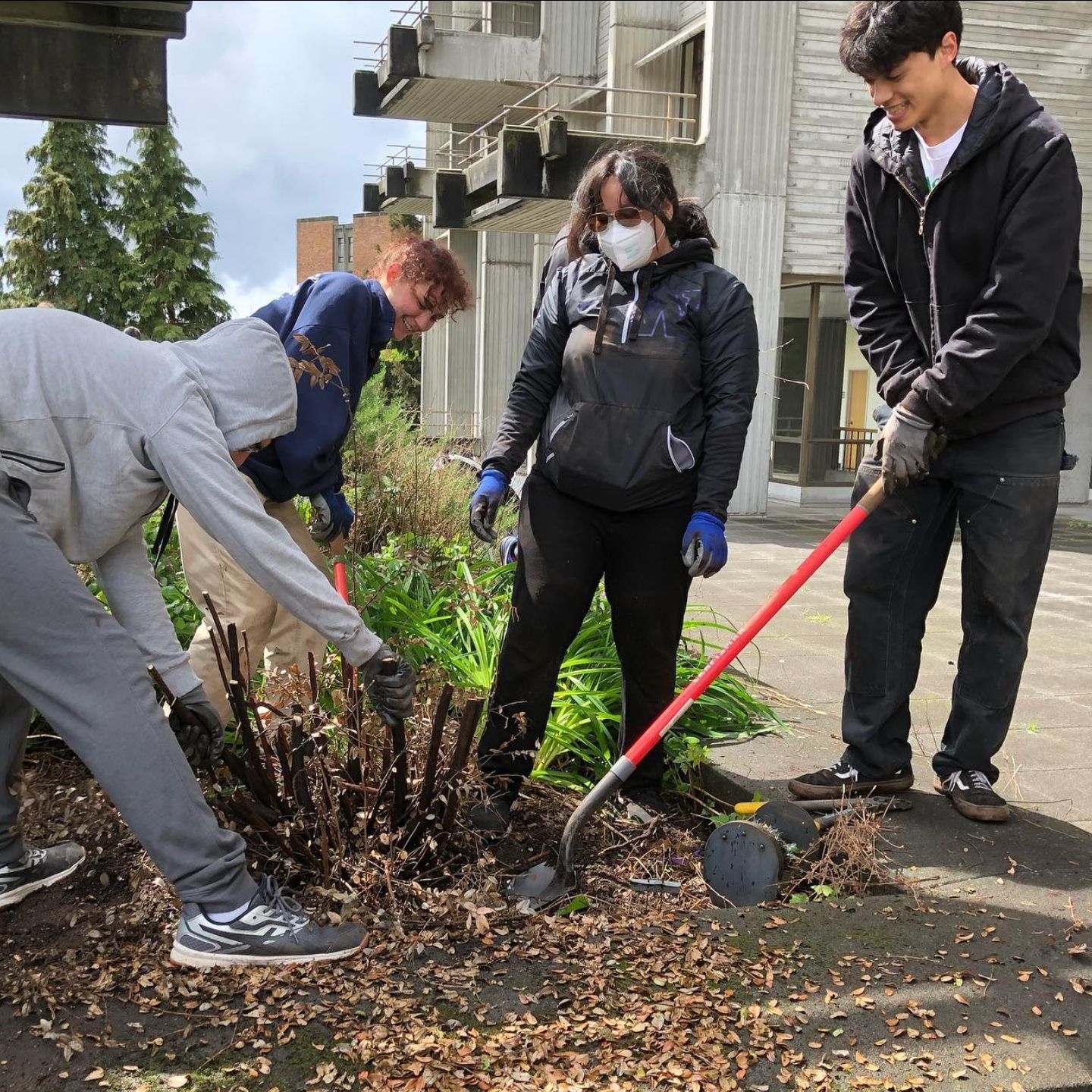 Photo taken in McMahon hall. 4 students working together to remove a large weed from the corner of the best. Students are using shovels and crouching to get a better hold of the plant.