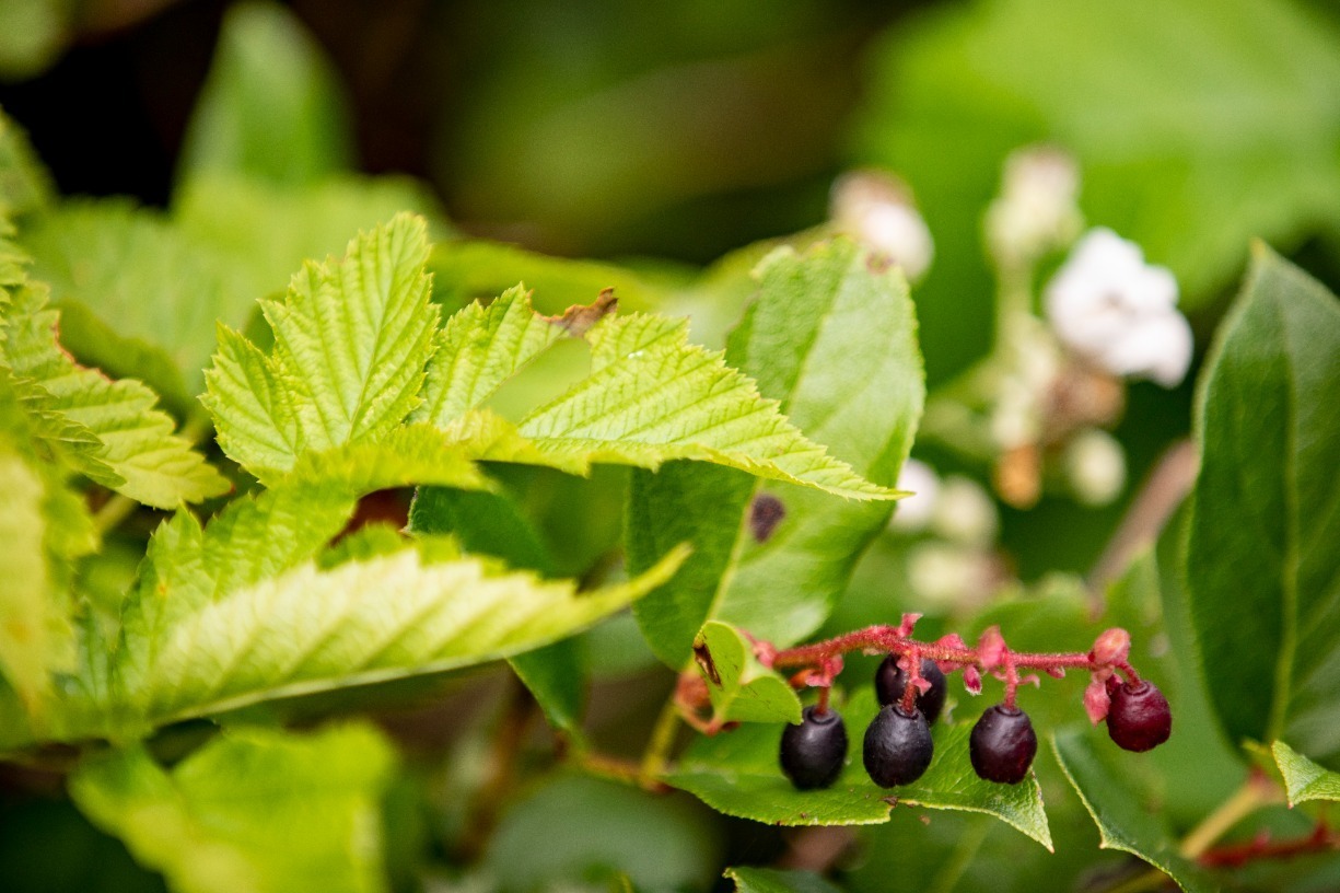 Urban Foraging: Weeds & Wild Foods (in-person)
