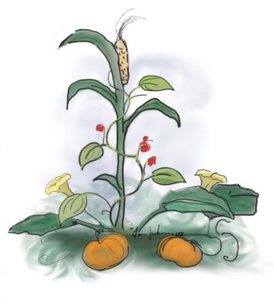 Drawing of a Three Sisters Garden