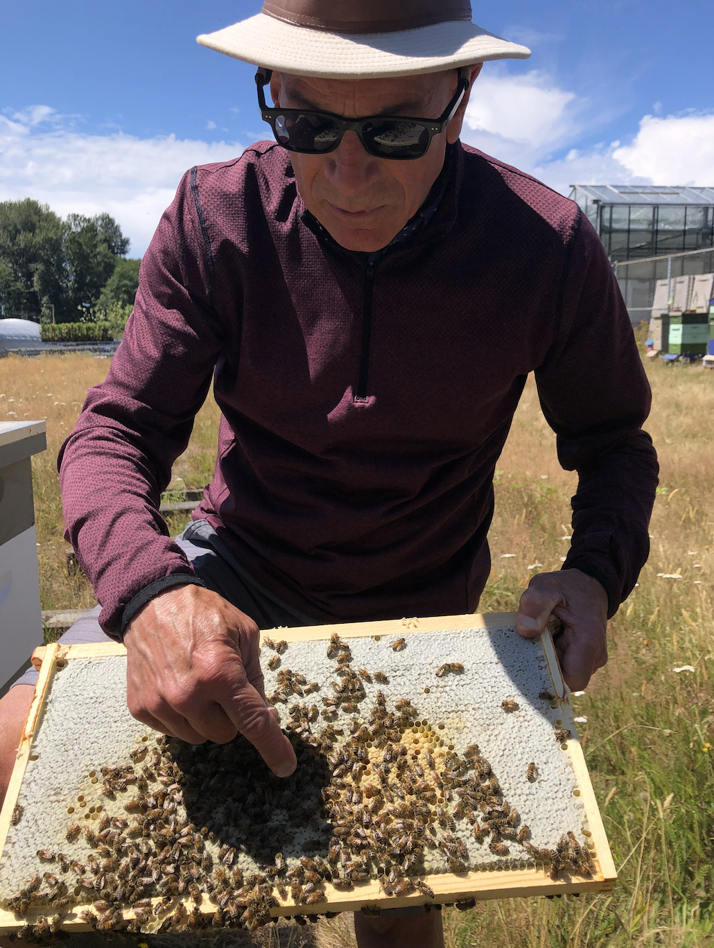 Kurt Sahl showing the bees and honey from the hive