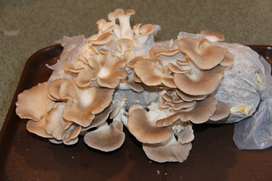 photo of homegrown mushrooms