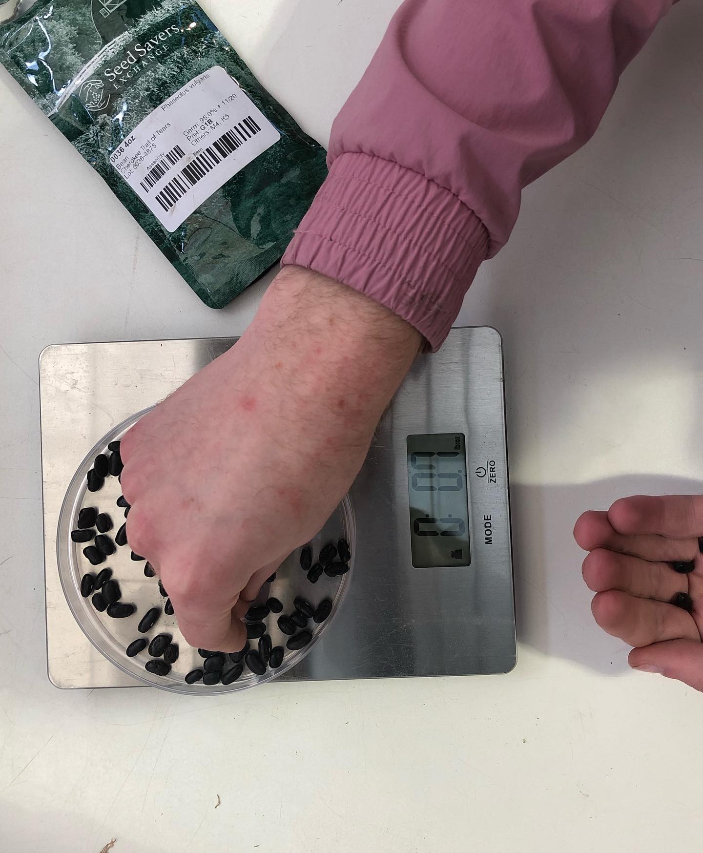 A hand putting seeds into a dish. The dish is on top of a scale. There is a seed packet next to it that says "Seed Savers Exchange" with the seed information on it.