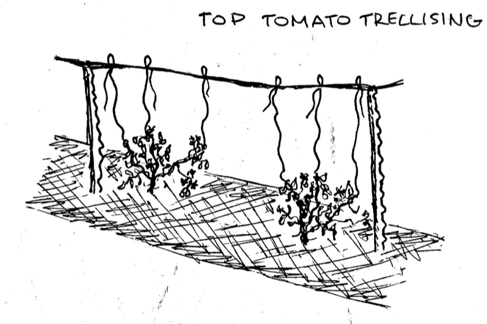 Sketch drawing of trellised tomatoes. The words "Top Tomato Trellising" written on the top left corner.