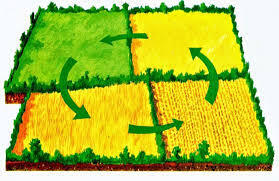 What Is Crop Rotation;Types,Benefits And Consideration - Notes Read
