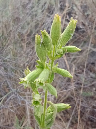 Flower stalk of Silene spaldingii 