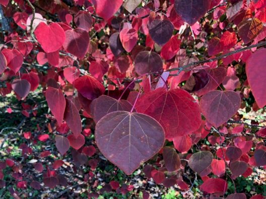 Disanthus cercidifolius leaf closeup