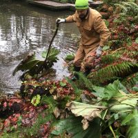 Horticulturalist Kevin Rusch trimming Gunnera tinctoria