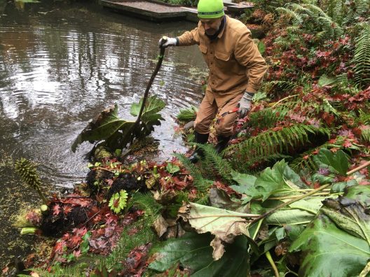 Horticulturalist Kevin Rusch trimming Gunnera tinctoria