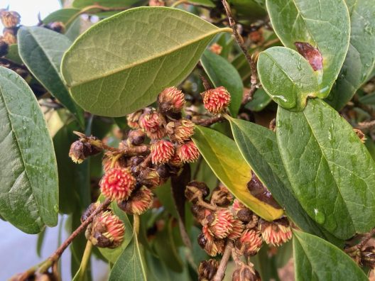 Sycopsis sinensis flowers and foliage