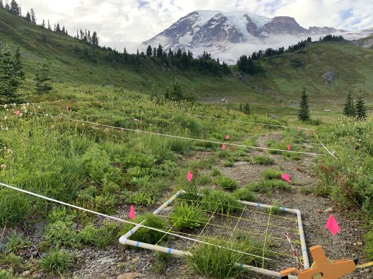 Research plot on Mt Rainier