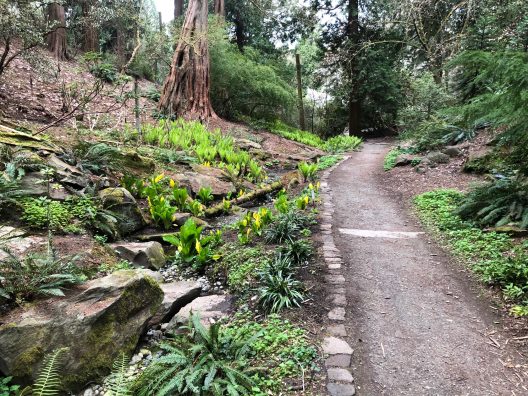 Skunk cabbage emerging in early spring along a trail at the Washington Park Arboretum