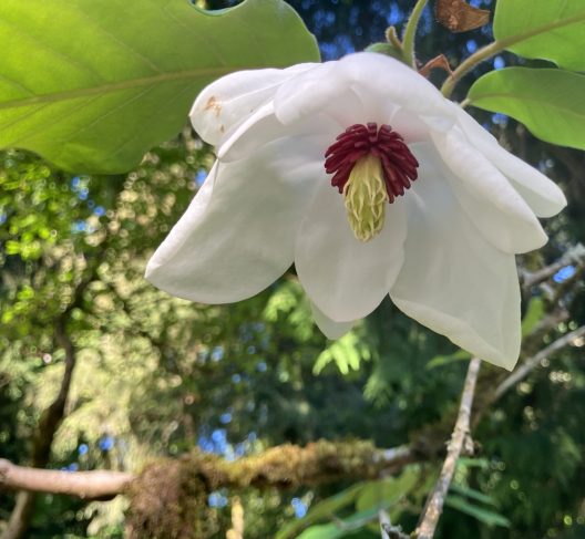 Magnolia bloom in the Arboretum