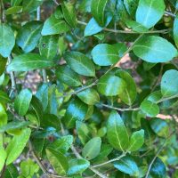 Close-up of Ilex vomitoria foliage at the Washington Park Arboretum