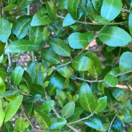 Close-up of Ilex vomitoria foliage at the Washington Park Arboretum