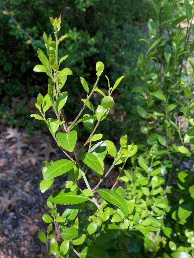 Close-up of new foliage on Ilex vomitoria