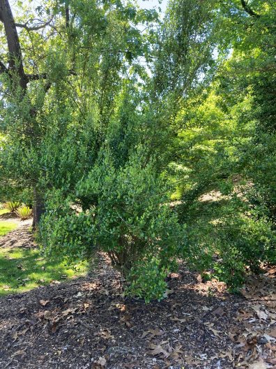 Full image of Ilex vomitoria shrub at the Washington Park Arboretum