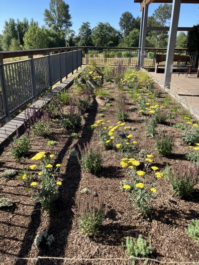 Newly installed, drought-tolerant plantings in the rooftop garden at the Center for Urban Horticulture. 